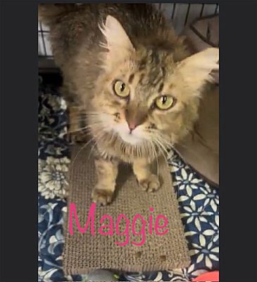 St. Johns, FL - Maine Coon. Meet Maggie (Soehlig) a Pet for Adoption ...