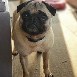 Thumbnail photo of Howard the Pug #1