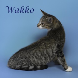 Thumbnail photo of Wakko C24-252 #3