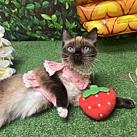 adopt a pet