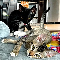 adopt a pet