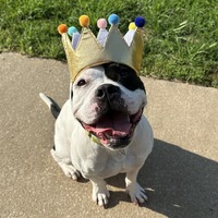 adopt a pet
