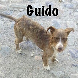 Thumbnail photo of Guido #4