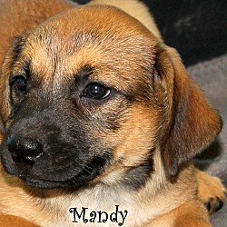 Thumbnail photo of Mandy~adopted! #2