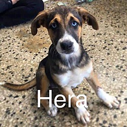 Photo of Hera