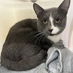 Photo of Stitch