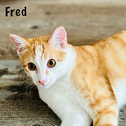 Photo of Fred