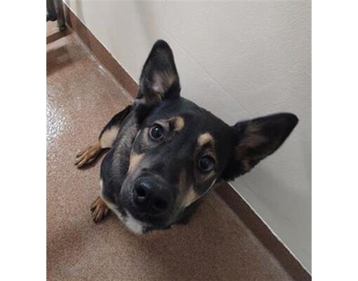 Casper, WY - German Shepherd Dog. Meet PEANUT BUTTER a Pet for Adoption