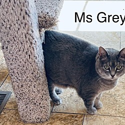 Thumbnail photo of Miss Grey #2