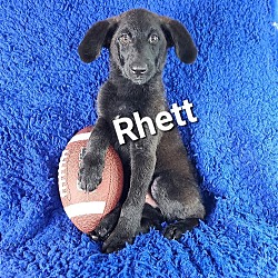 Photo of Rhett (Rehoming Fee $200