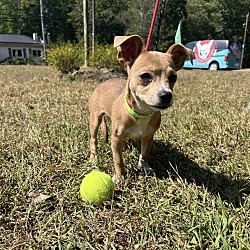 Thumbnail photo of DORI   6 Pounds   PUPPY   FOSTERED IN NEW JERSEY #4