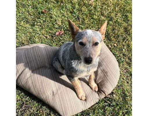 Fairfax Station, VA - Australian Cattle Dog/Australian Cattle Dog. Meet ...