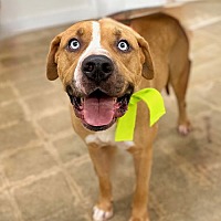 adopt a pet