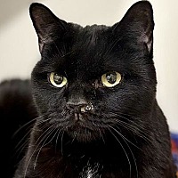 adopt-pet
