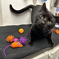 adopt a pet