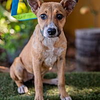 adopt a pet