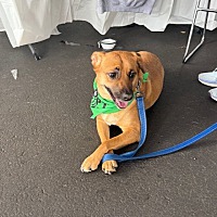 adopt a pet