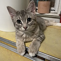 adopt a pet