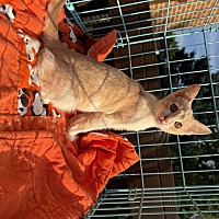 adopt a pet