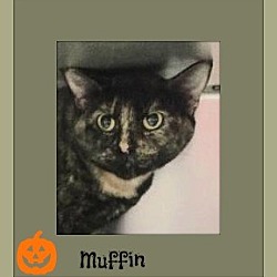 Thumbnail photo of Muffin-Pending #2