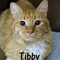 Thumbnail photo of Tibby #2