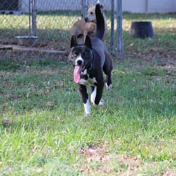 Thumbnail photo of Blue~adopted! #4