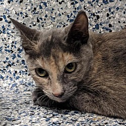 Available Pets At Maclean Cameron Animal Adoption Center In Great Falls Montana