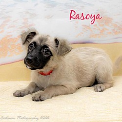 Photo of Rasoya