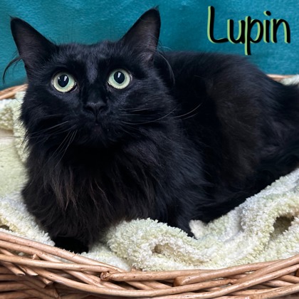 Photo of Lupin
