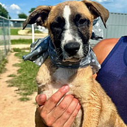 Thumbnail photo of Koe Wetzel Adoption Pending #3