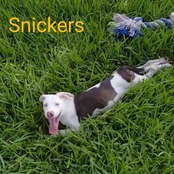 Thumbnail photo of Snickers #3