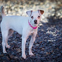 adopt a pet