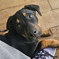 adopt a pet