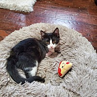 adopt a pet