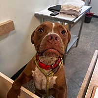 adopt a pet