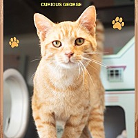 adopt-pet