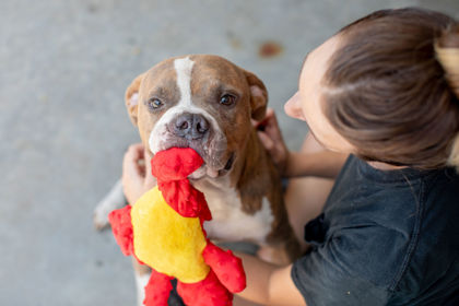 Thumbnail photo of Gunther- IN FOSTER ADOPTED #3