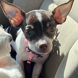 Photo of Tinkerbell-chi