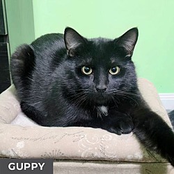 Photo of Guppy