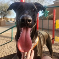 adopt-pet