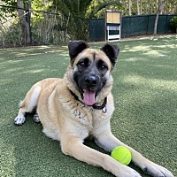 adopt a pet
