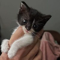 adopt-pet