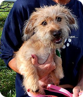 norfolk terrier dachshund mix