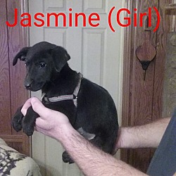Thumbnail photo of JASMINE #2