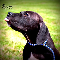Thumbnail photo of Reese ~ meet me! #2