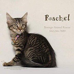 Thumbnail photo of RACHEL #1