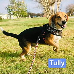 Thumbnail photo of TULLY #3