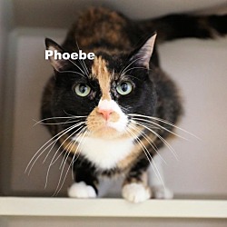 Photo of Phoebe 23084