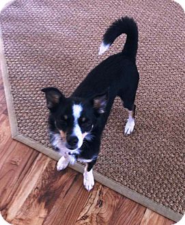 Kalamazoo Mi Australian Shepherd Meet Sterling A Pet For Adoption