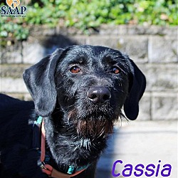 Thumbnail photo of Cassia #2